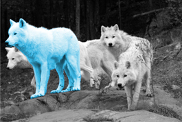 How We Connect with Customers